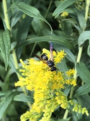 Ancistrocerus