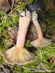 Lactarius helvus