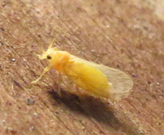 Cacopsylla annulata