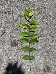 Juglans nigra
