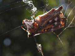 Verrucosa meridionalis