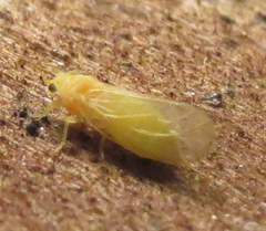 Cacopsylla annulata