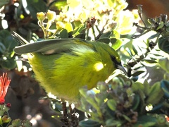 Chlorodrepanis virens