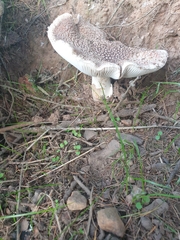Amanita rubescens