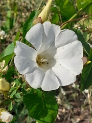 Calystegia silvatica