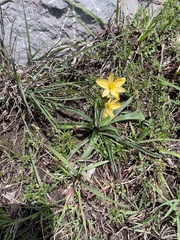 Echeandia flavescens