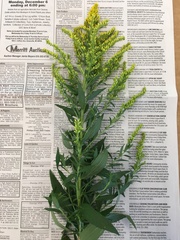 Solidago altissima