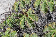 Ferocactus robustus