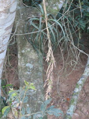 Tillandsia polystachia