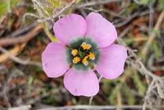Drosera zeyheri
