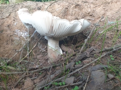Amanita rubescens
