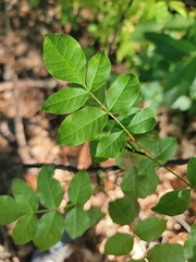 Zanthoxylum americanum