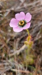 Drosera zeyheri