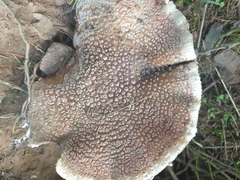 Amanita rubescens