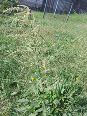 Rumex thyrsiflorus