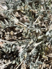 Astragalus austiniae