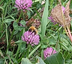 Bombus pascuorum