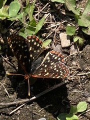Euphydryas colon