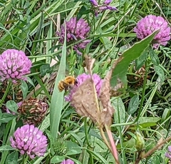 Bombus pascuorum