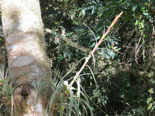 Image of Tillandsia polystachia by (c) Victor Farjalla Pontes, some rights reserved (CC BY)