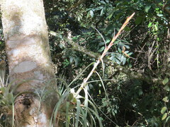 Tillandsia polystachia