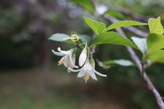 Styrax formosanus