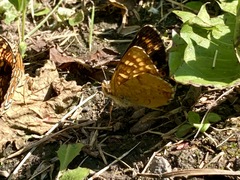 Phyciodes pulchella