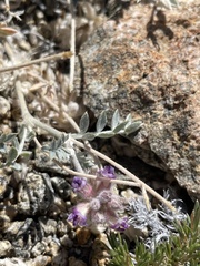 Astragalus austiniae