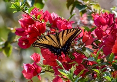 Papilio multicaudata