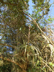Tillandsia polystachia