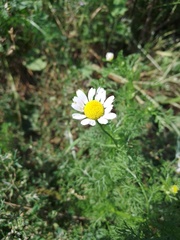 Anthemis arvensis