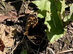 Phyciodes pulchella