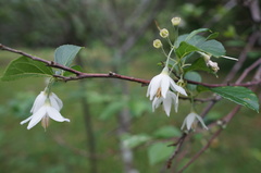 Styrax formosanus