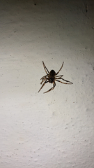 Nuctenea umbratica
