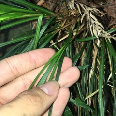 Carex brunnea