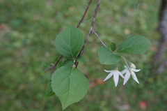 Styrax formosanus