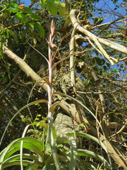 Tillandsia polystachia