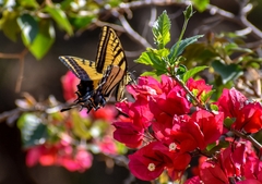 Papilio multicaudata