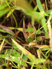 Acontia