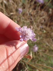 Scabiosa