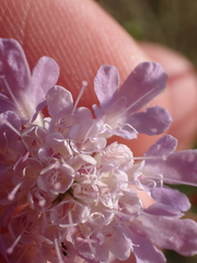 Scabiosa