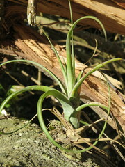 Tillandsia polystachia