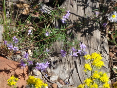 Polemoniaceae