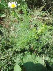 Anthemis arvensis
