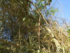Tillandsia polystachia