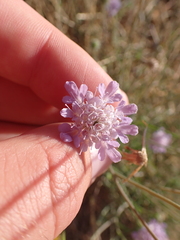 Scabiosa