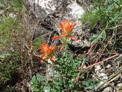 Castilleja integra
