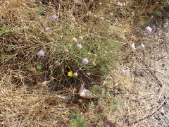 Scabiosa