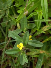 Polygala arvensis