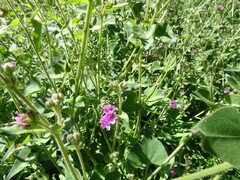 Mirabilis multiflora